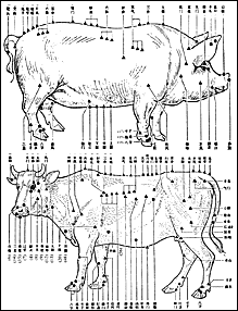 Acupuncture chart for cows.