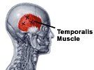 The temporomandibular joint and temporalis muscle.