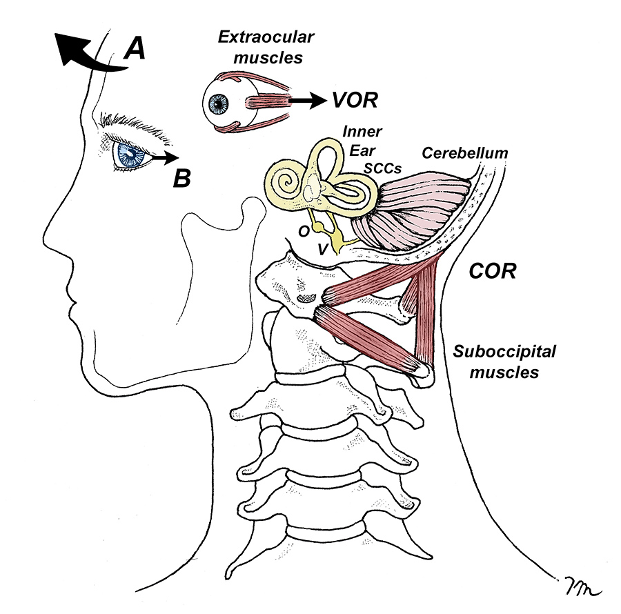 Gaze stabilization with the VOR and COR