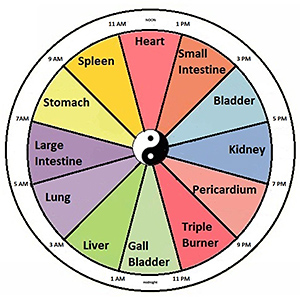 24-Hour Organ Clock