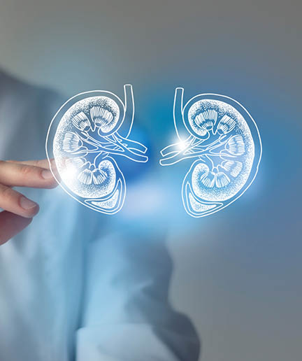 Female doctor touches virtual Kidneys in hand. Blurred photo, handrawn human organ, highlighted blue as symbol of recovery. Healthcare hospital service concept stock photo