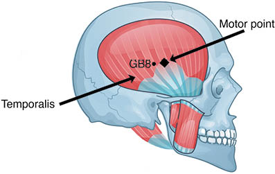 Masticatory muscles and cheek bones muscular system anatomy outline diagram. Labeled educational structure with medial pterygoid detailed medical description vector illustration. Anatomical model.