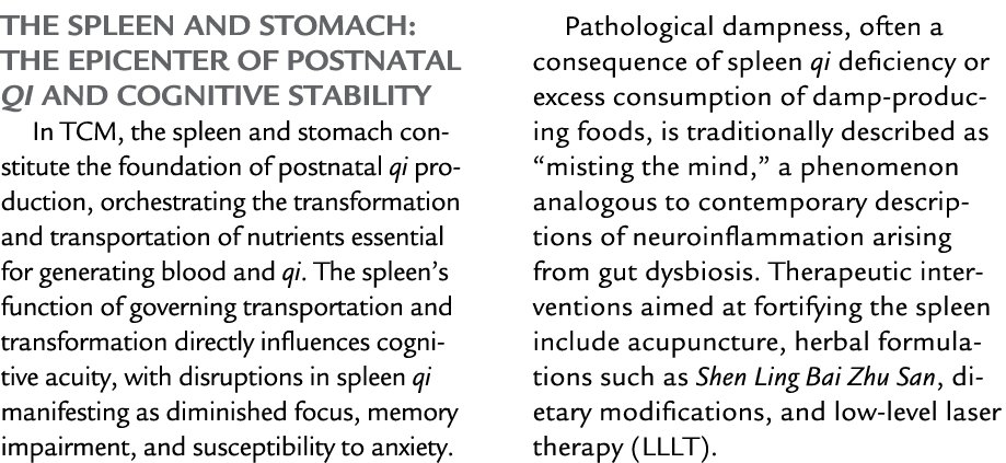 The Spleen and Stomach: The Epicenter of Postnatal Qi and Cognitive Stability In TCM, the spleen and stomach constitu...