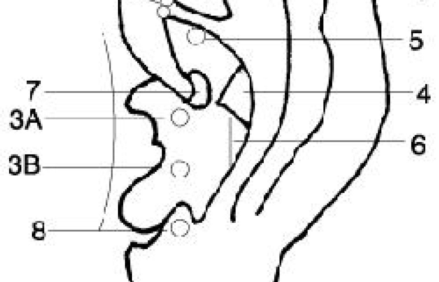 Illustration of an ear with locations of auricular points.