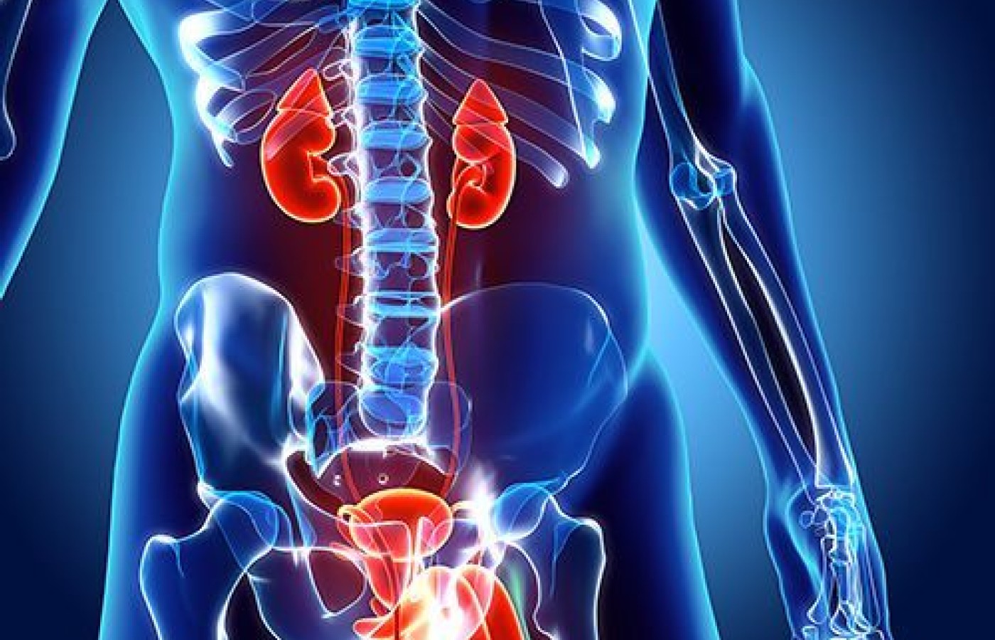 kidney and bladder