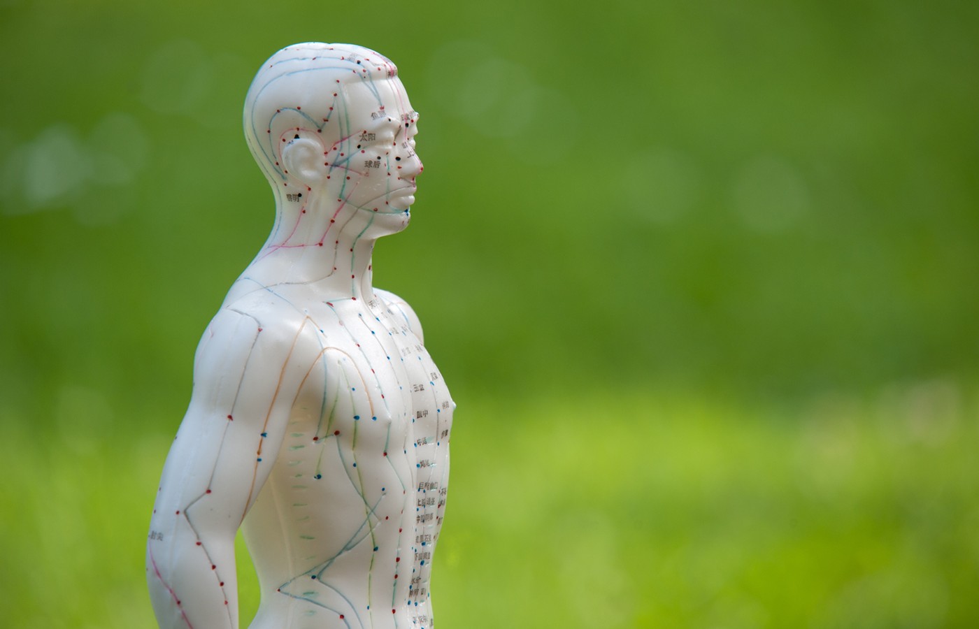 The Anatomy of Acupuncture Meridians