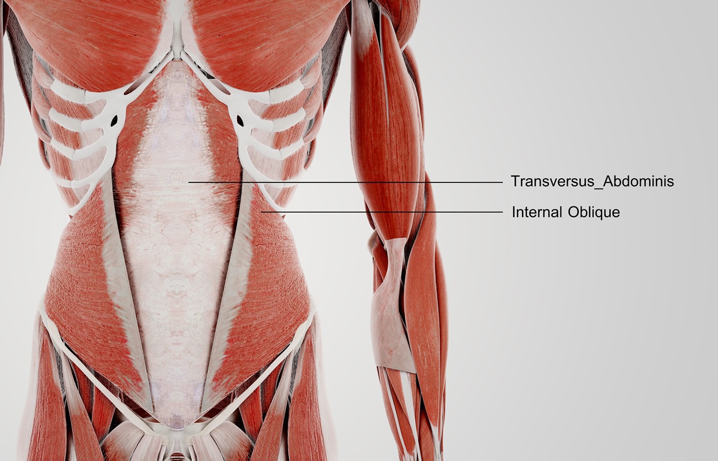 Musculus Luculentus Acuspunctura: The Transversus Abdominus