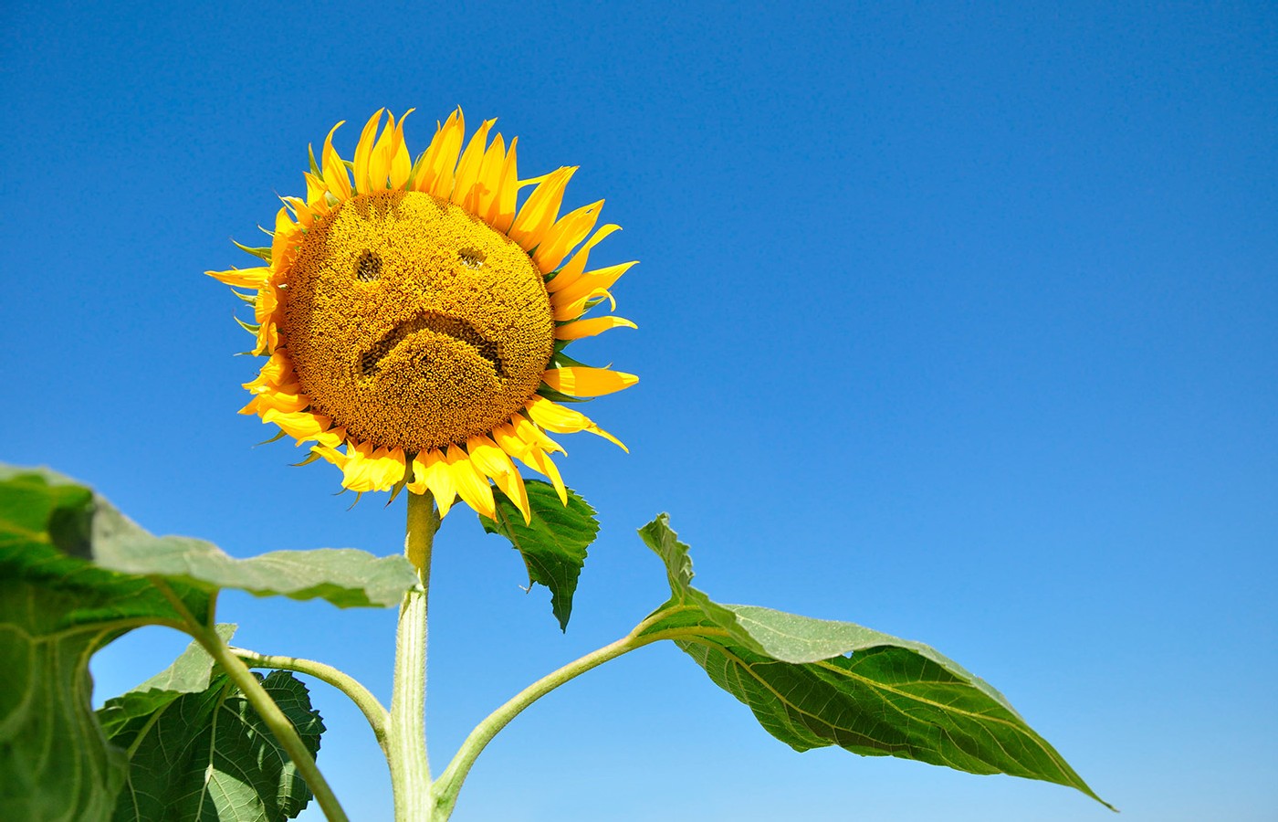 Summertime Sadness