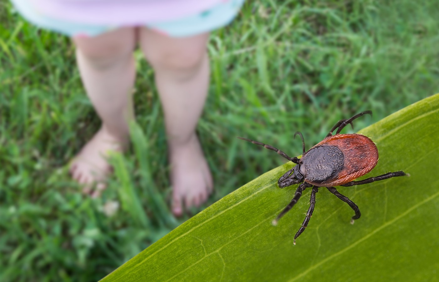 Herbal Management of Lyme Disease
