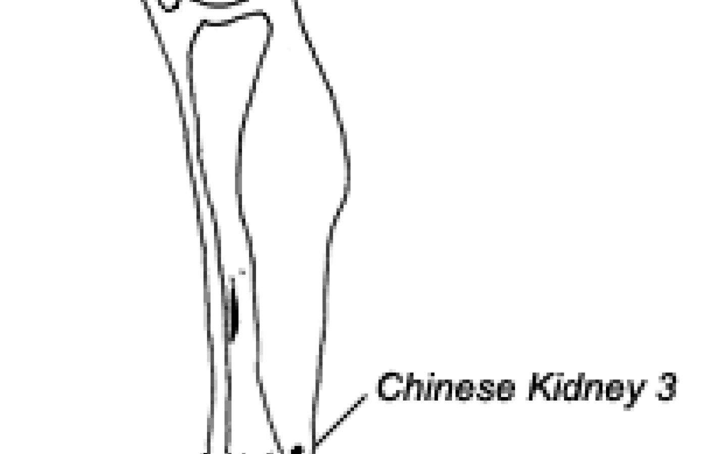 Chinese and Japanese point locations of Kidney 3.