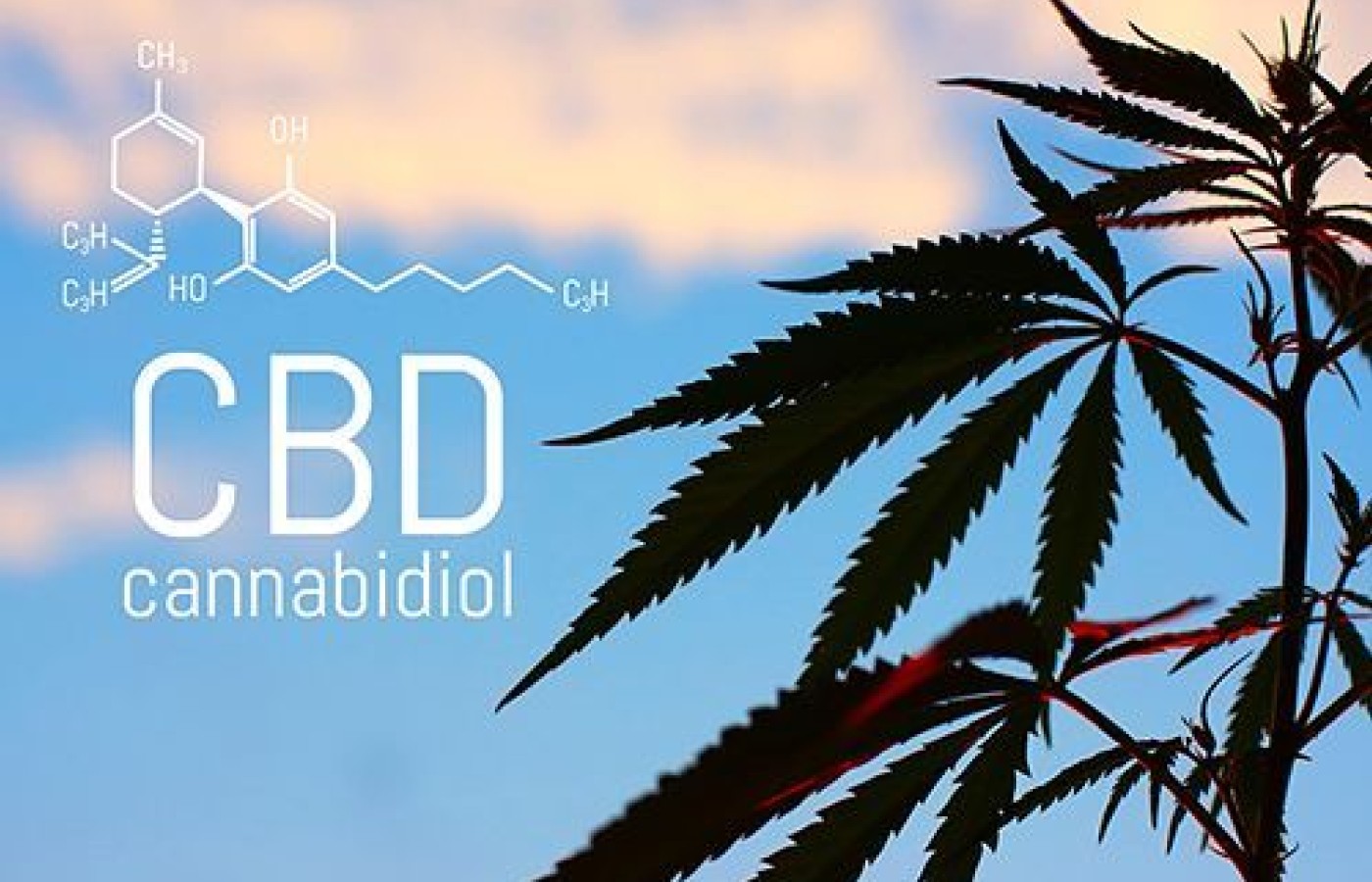 cannabidiol