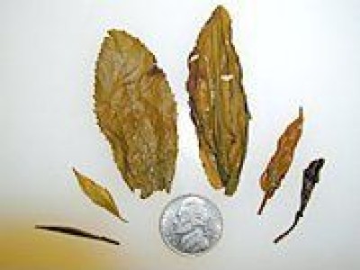 Camellia Sinensis (Cha) Use in Traditional Chinese Medicine