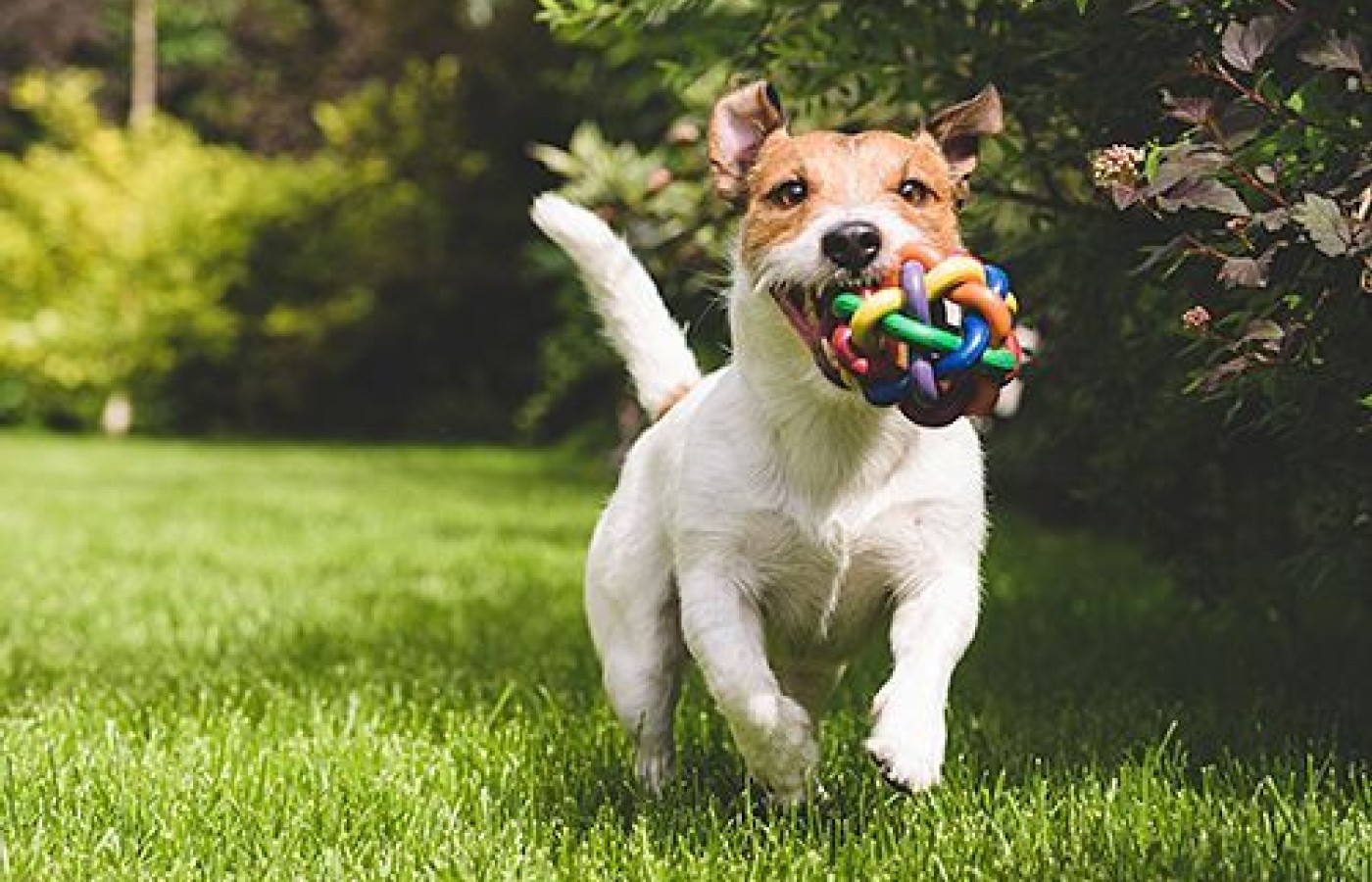 dog running