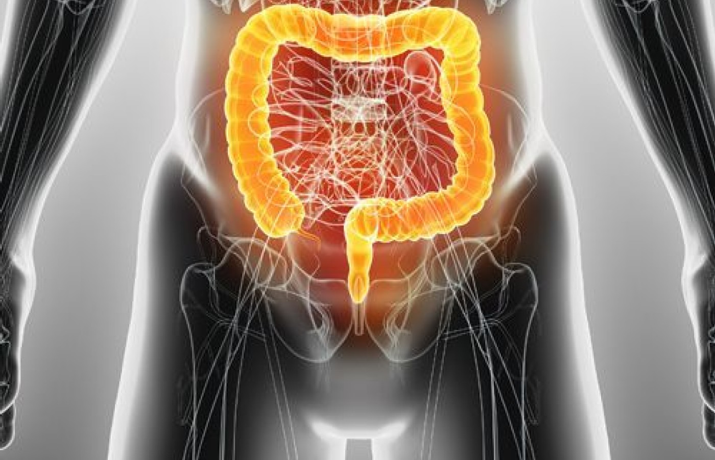 The Large Intestine Official