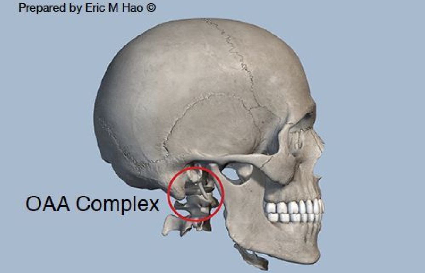 Occipital bone