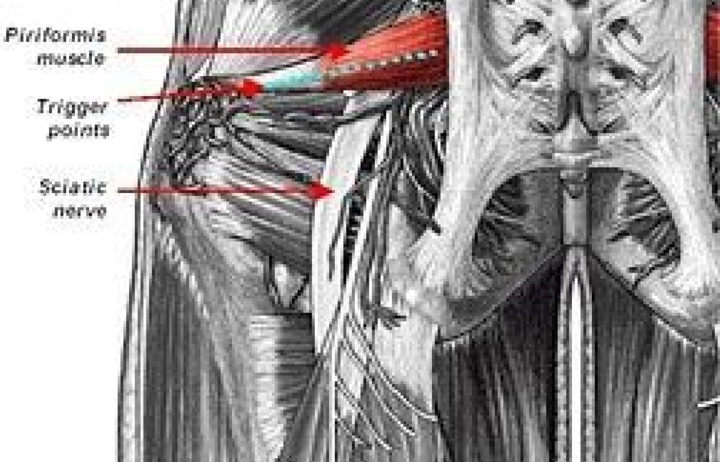 Illustration of musculature of buttocks.