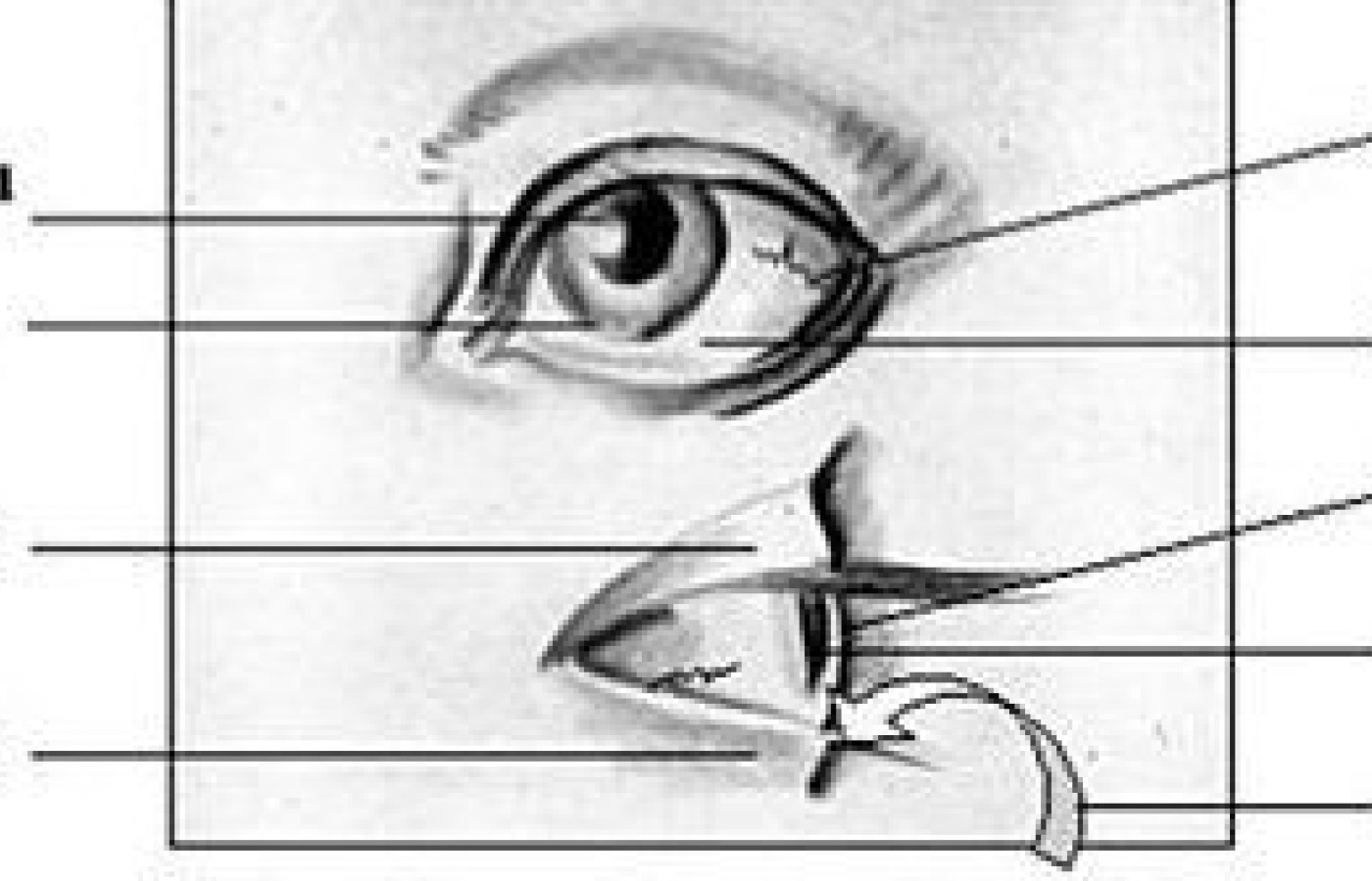 Five-Element quantities of the visible parts of the eye.