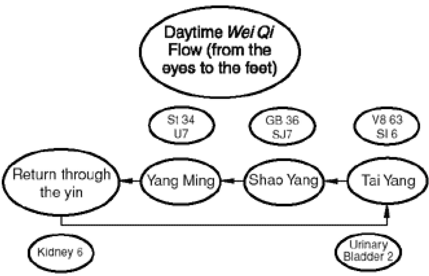 The daytime wei qi flow.