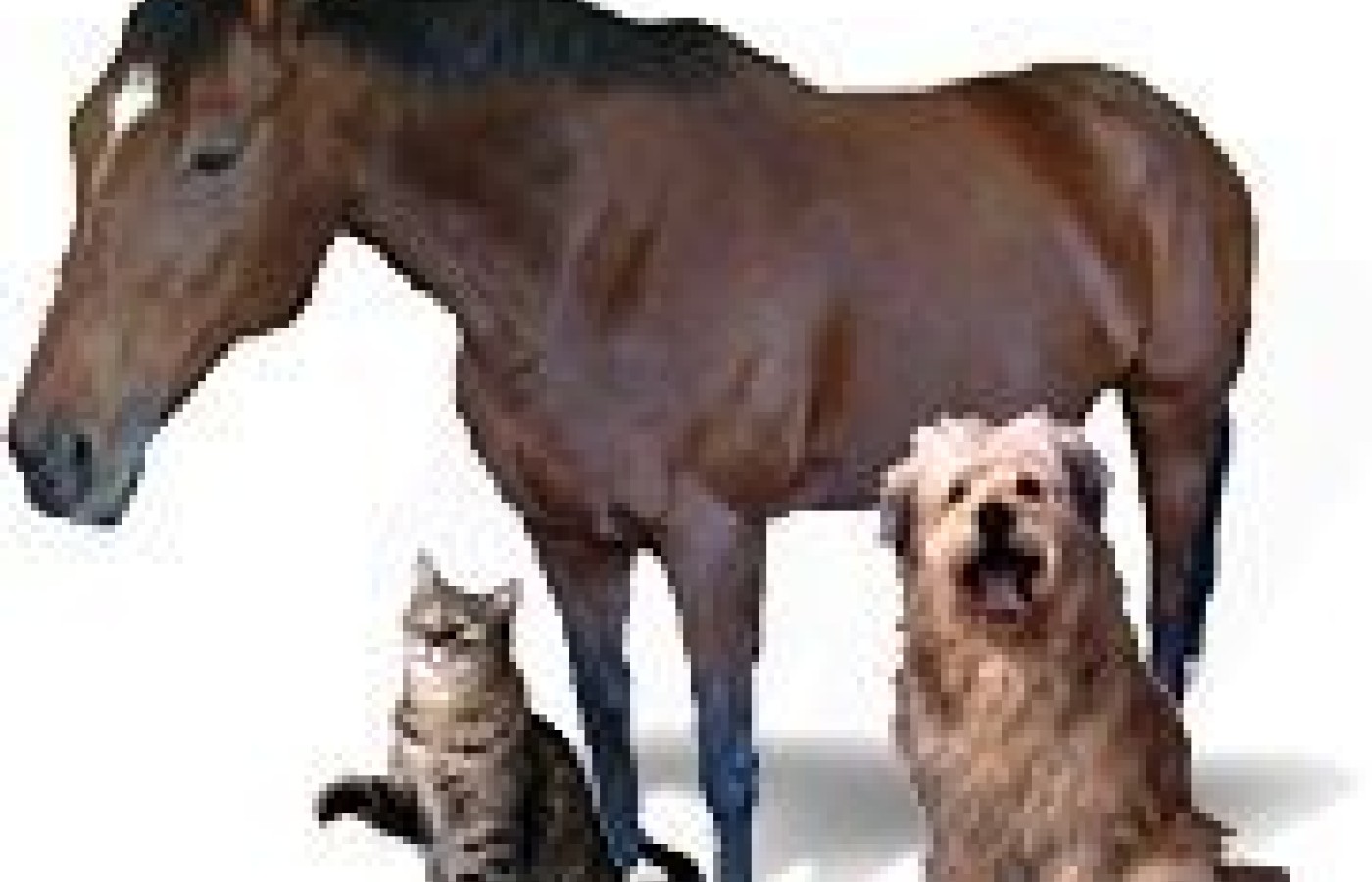 A horse, a domesticated dog and a cat.