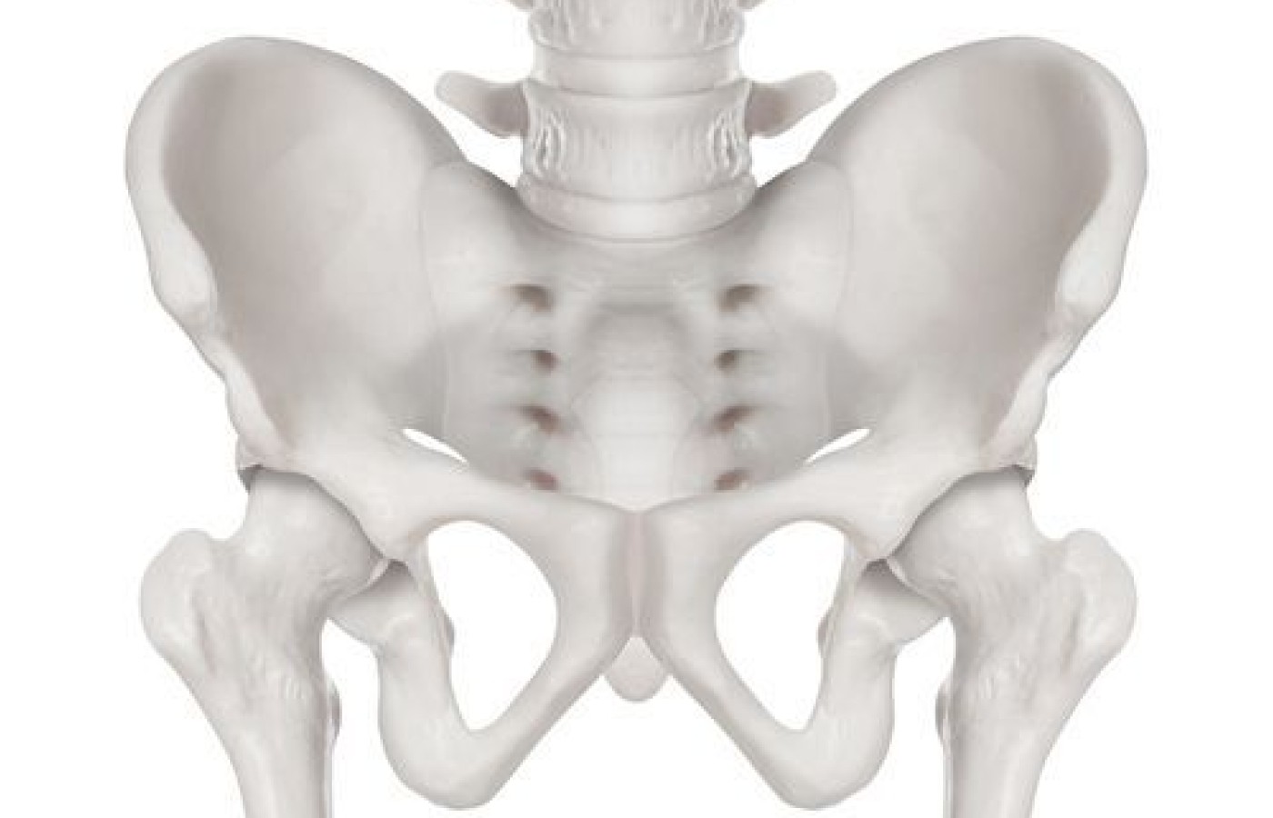 pelvis