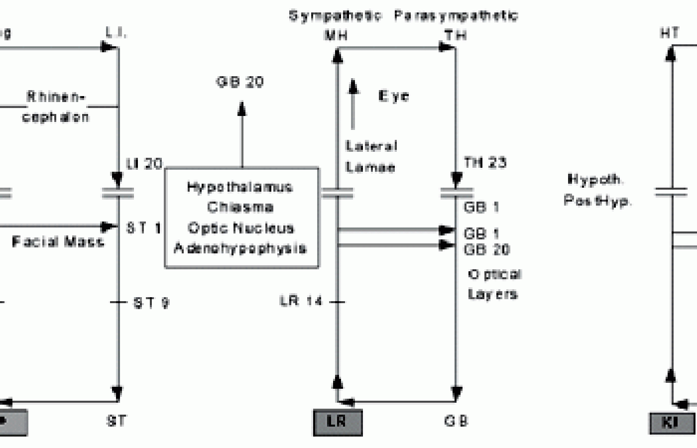 Diagram showing brain circulation.