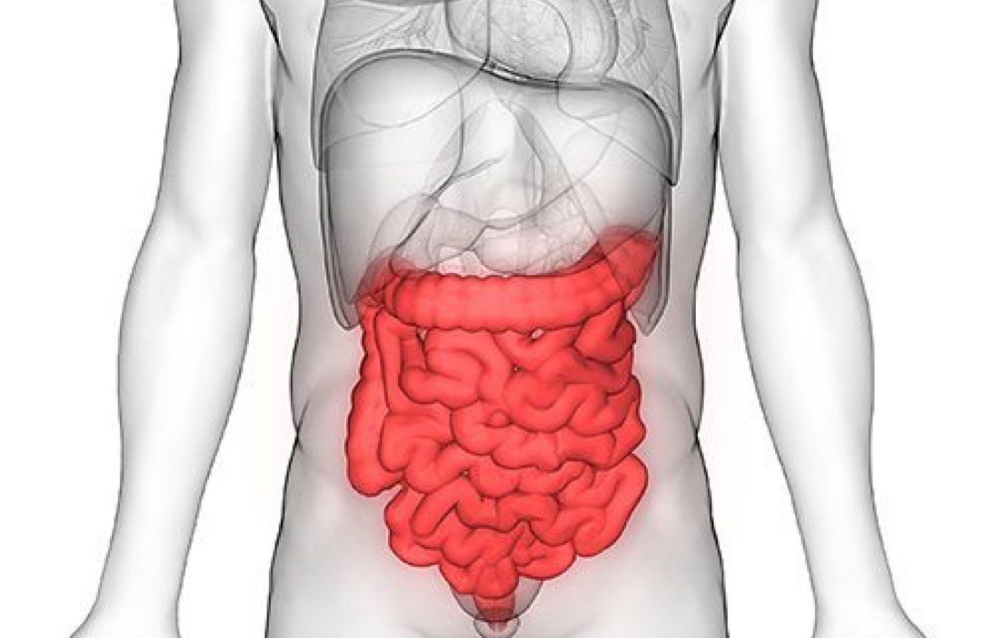 small intestine