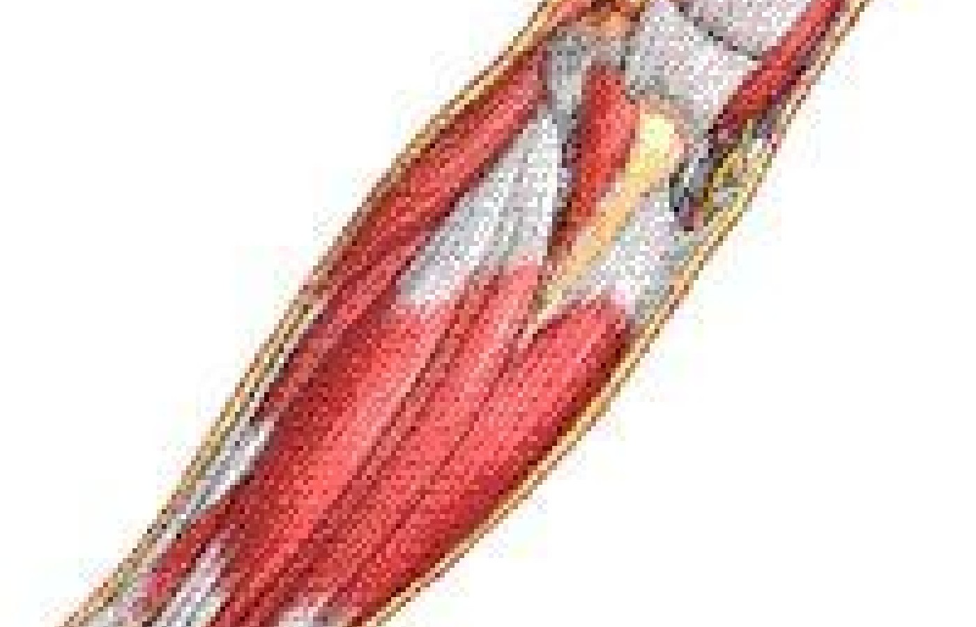Illustration of muscles of inner forearm.