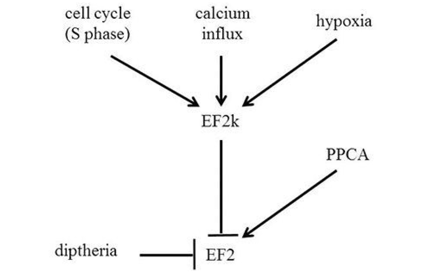 Models: The Value of Using Conceptual Maps